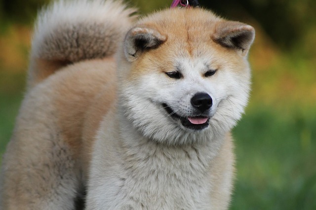akit inu