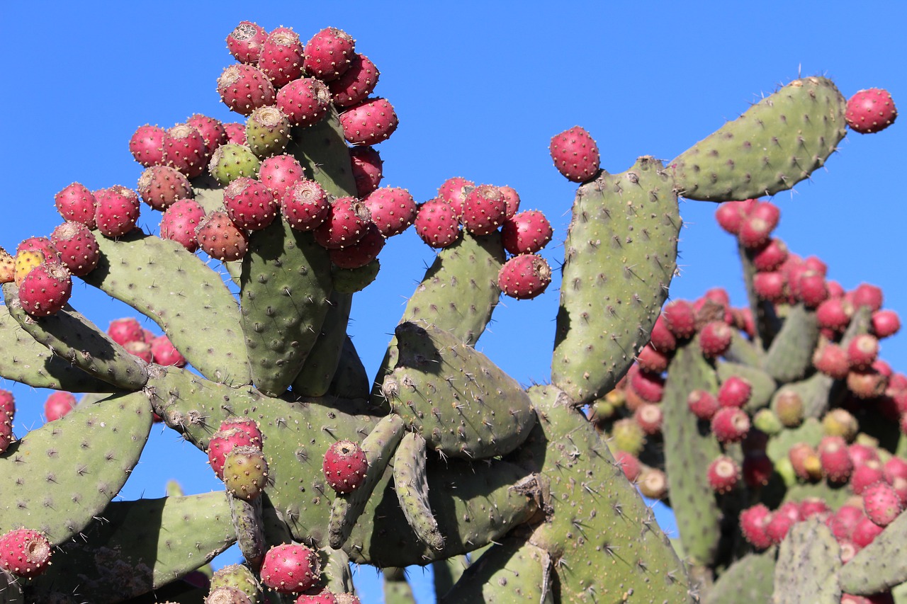 nopal